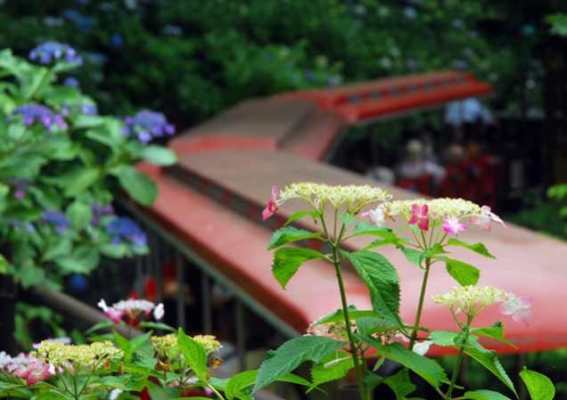 澤畠　あじさい列車が行く